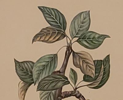 19th Century Hand Colored French Engraving of Pear