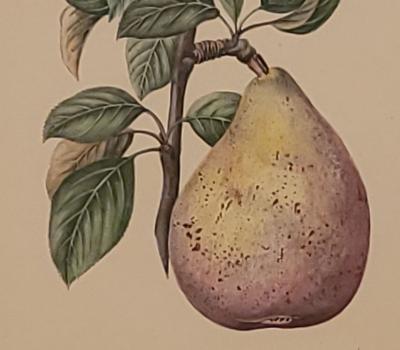 19th Century Hand Colored French Engraving of Pear