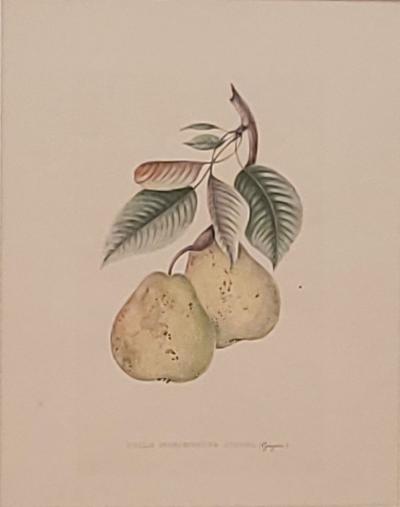 19th Century Hand Colored French Engraving of Pears