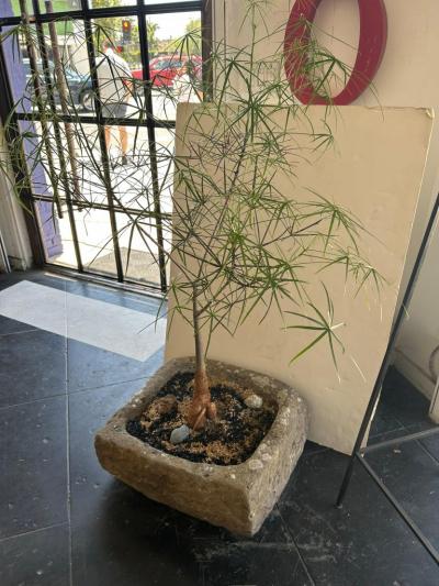 19th Century Limestone Planter