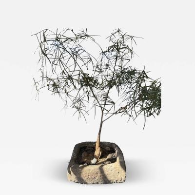 19th Century Limestone Planter