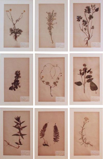 19th c Collection of 9 Framed Large Swedish Herbarium Studies