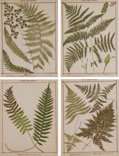 19th c Collection of Four Framed English Chromolithograph Ferns