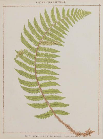 19th c Framed English Chromolithograph Fern