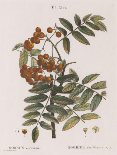 19th c French Framed Copper Plate Botanical Engraving on Laid Paper