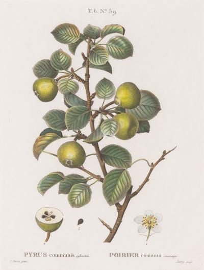 19th c French Framed Copper Plate Botanical Engraving on Laid Paper
