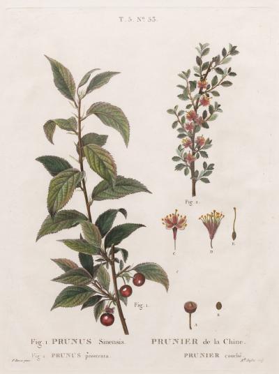 19th c French Framed Copper Plate Botanical Engraving on Laid Paper