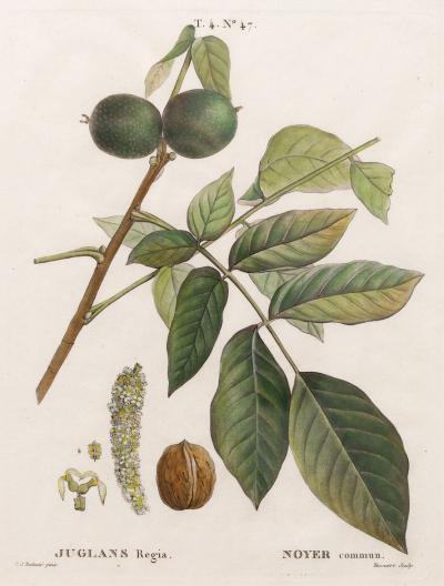 19th c French Framed Copper Plate Botanical Engraving on Laid Paper