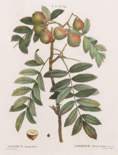 19th c French Framed Copper Plate Botanical Engraving on Laid Paper