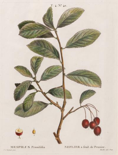 19th c French Framed Copper Plate Botanical Engraving on Laid Paper