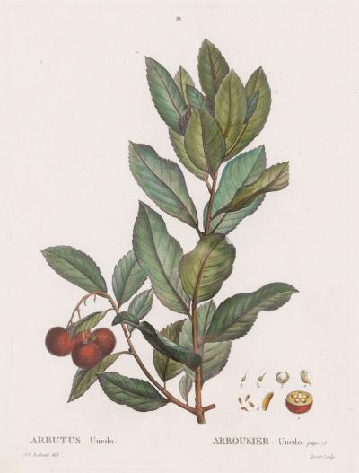 19th c French Framed Copper Plate Botanical Engraving on Laid Paper