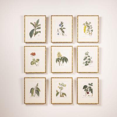 19th c French Framed Copper Plate Botanical Engraving on Laid Paper