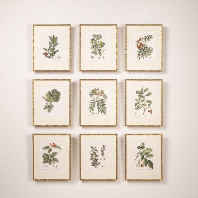 19th c French Framed Copper Plate Botanical Engraving on Laid Paper