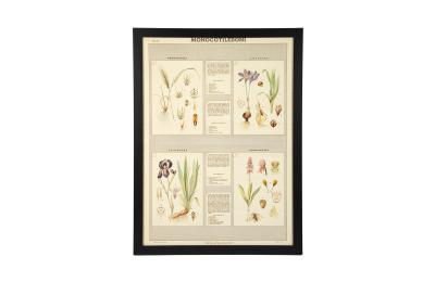 2105 Italian Flora And Fauna Prints