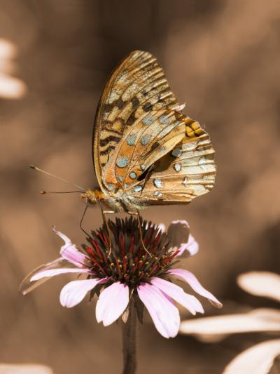 36 X 48 BUTTERFLY HOT PRESS PRINT