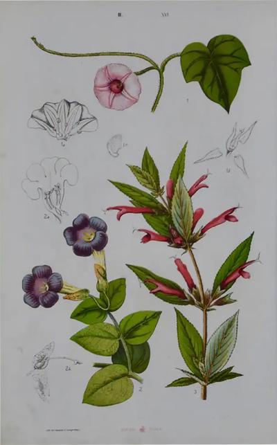 A 19th century Colored Botanical Engraving of Flowers by Czeiger