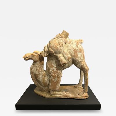 A Chinese Kneeling Camel Tang Dynasty 618 908 AD or earlier TL tested 