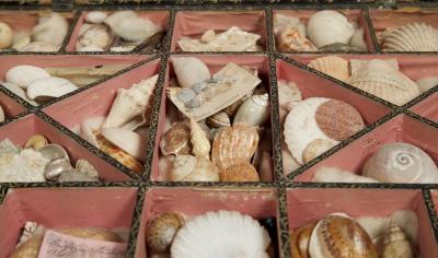 A Regency Penwork Casket Decorated With Depictions Of Seashells