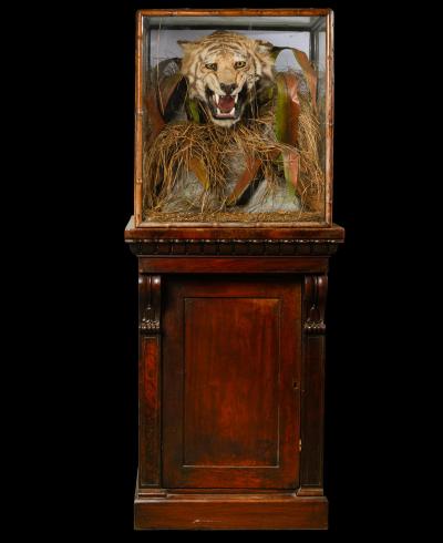 A pair of 19th C cased Indian Tiger Trophies Rowland Ward Bamboo style