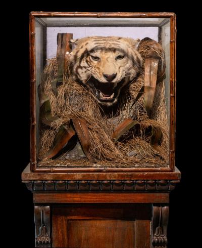 A pair of 19th C cased Indian Tiger Trophies Rowland Ward Bamboo style