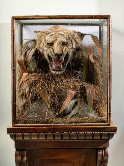A pair of 19th C cased Indian Tiger Trophies Rowland Ward Bamboo style