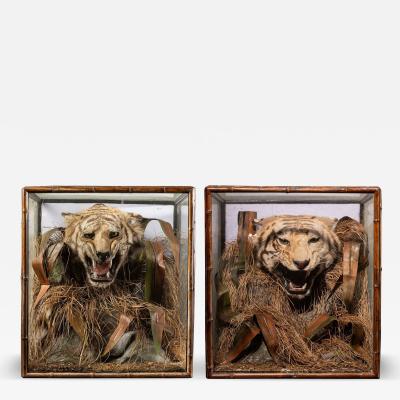 A pair of 19th C cased Indian Tiger Trophies Rowland Ward Bamboo style