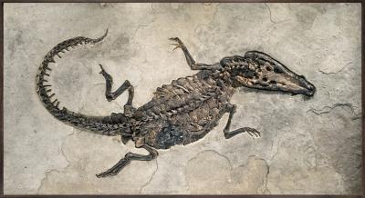 A rare 9 1 2 fossil crocodile
