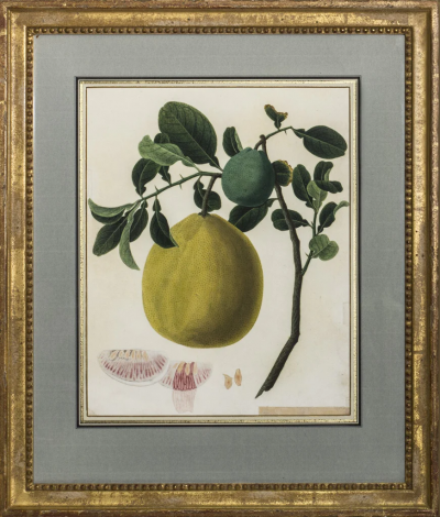 ANGLO CHINESE SCHOOL GRAPEFRUIT