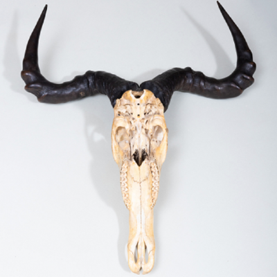ANTELOPE HUNTING TROPHY MOUNTED ON A ZINC STAND 