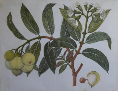 ARTIST UNKNOWN CHINA TRADE UNTITLED GREEN FRUIT 