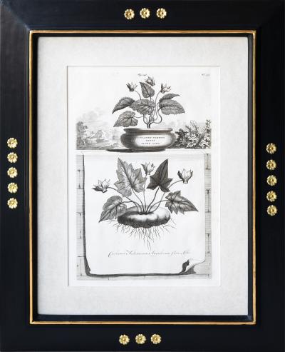 Abraham Munting SET OF 6 BLACK AND WHITE BOTANICAL PRINTS BY ABRAHAM MUNTING 1626 1683 