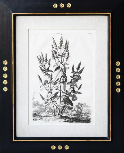 Abraham Munting SET OF 6 BLACK AND WHITE BOTANICAL PRINTS BY ABRAHAM MUNTING 1626 1683 
