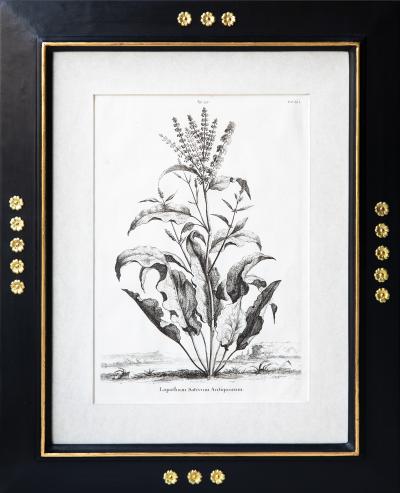 Abraham Munting SET OF 6 BLACK AND WHITE BOTANICAL PRINTS BY ABRAHAM MUNTING 1626 1683 