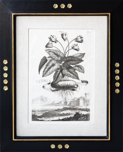 Abraham Munting SET OF 6 BLACK AND WHITE BOTANICAL PRINTS BY ABRAHAM MUNTING 1626 1683 