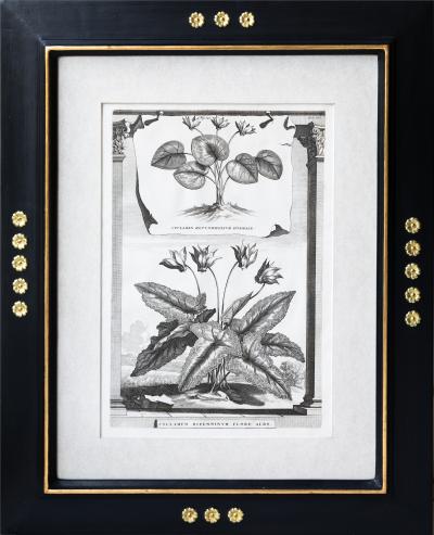Abraham Munting SET OF 6 BLACK AND WHITE BOTANICAL PRINTS BY ABRAHAM MUNTING 1626 1683 