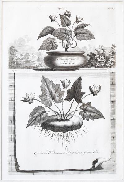 Abraham Munting SET OF 6 BLACK AND WHITE BOTANICAL PRINTS BY ABRAHAM MUNTING 1626 1683 