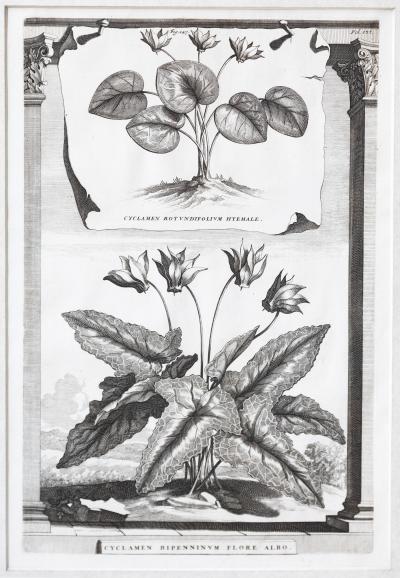 Abraham Munting SET OF 6 BLACK AND WHITE BOTANICAL PRINTS BY ABRAHAM MUNTING 1626 1683 