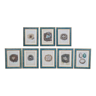 Adam Ludwig Wirsing Set of 8 Antique 18th 19th C Oological Engraving Prints of Eggs Nests