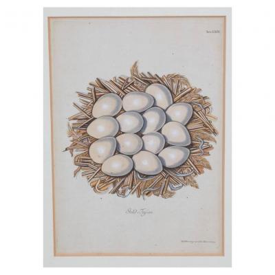 Adam Ludwig Wirsing Set of 8 Antique 18th 19th C Oological Engraving Prints of Eggs Nests