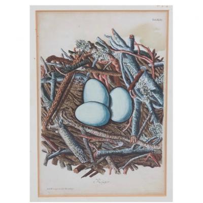 Adam Ludwig Wirsing Set of 8 Antique 18th 19th C Oological Engraving Prints of Eggs Nests