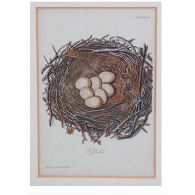 Adam Ludwig Wirsing Set of 8 Antique 18th 19th C Oological Engraving Prints of Eggs Nests
