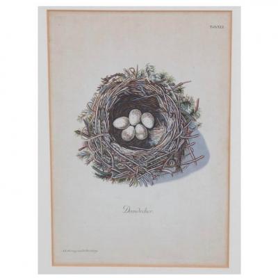 Adam Ludwig Wirsing Set of 8 Antique 18th 19th C Oological Engraving Prints of Eggs Nests
