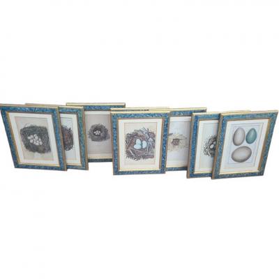 Adam Ludwig Wirsing Set of 8 Antique 18th 19th C Oological Engraving Prints of Eggs Nests