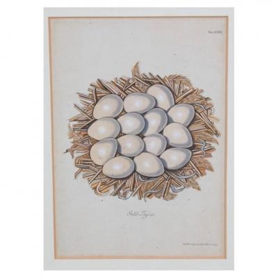Adam Ludwig Wirsing Set of 8 Antique 18th 19th C Oological Engraving Prints of Eggs Nests