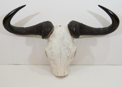 African Gnu Skull
