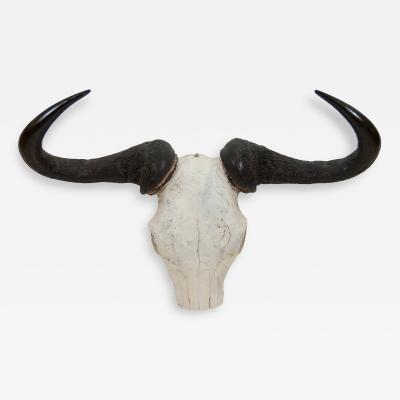 African Gnu Skull