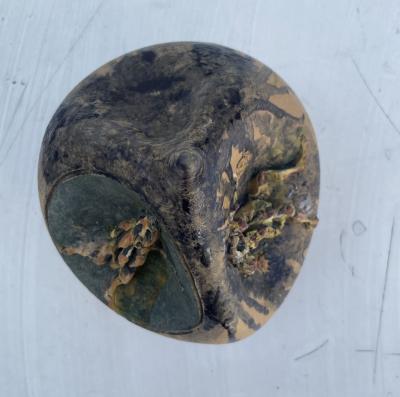 Agenore Fabbri SENZA TITOLO 