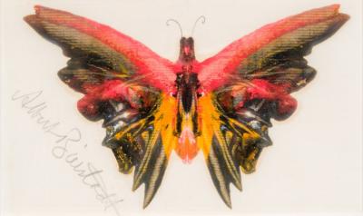 Albert Bierstadt Butterfly Red Orange 