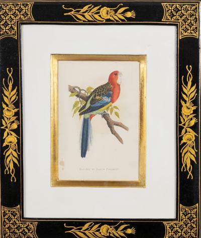 Alexander Francis Lydon Parrot Engravings by Alexander Francis Lydon Set of Four