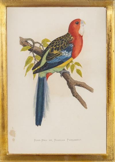 Alexander Francis Lydon Parrot Engravings by Alexander Francis Lydon Set of Four